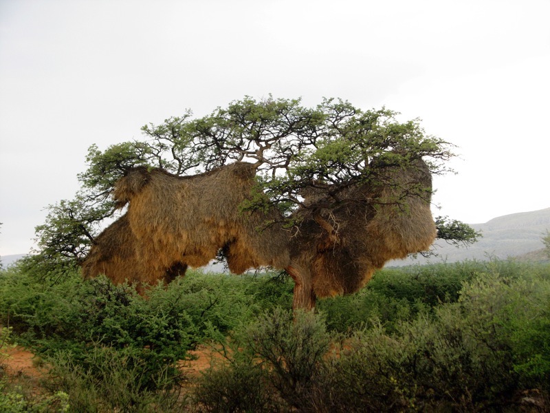 Weaver nest store